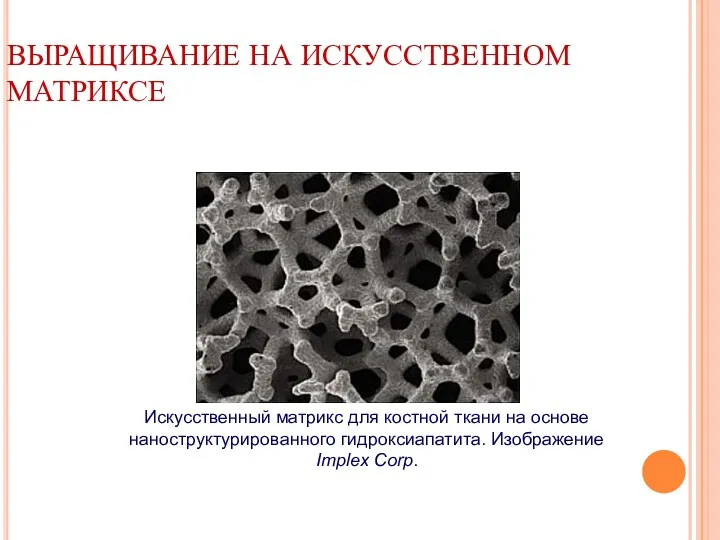 ВЫРАЩИВАНИЕ НА ИСКУССТВЕННОМ МАТРИКСЕ Искусственный матрикс для костной ткани на основе наноструктурированного гидроксиапатита. Изображение Implex Corp.