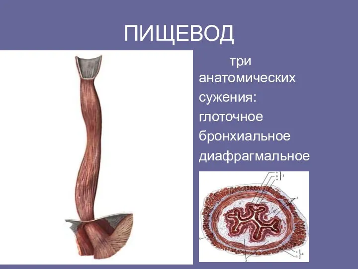 ПИЩЕВОД три анатомических сужения: глоточное бронхиальное диафрагмальное