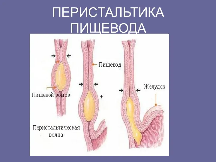 ПЕРИСТАЛЬТИКА ПИЩЕВОДА