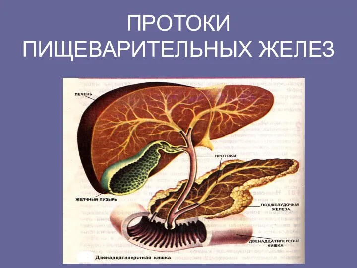 ПРОТОКИ ПИЩЕВАРИТЕЛЬНЫХ ЖЕЛЕЗ