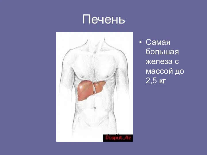 Печень Самая большая железа с массой до 2,5 кг