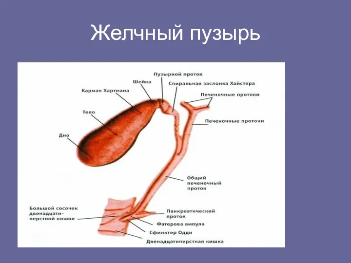 Желчный пузырь