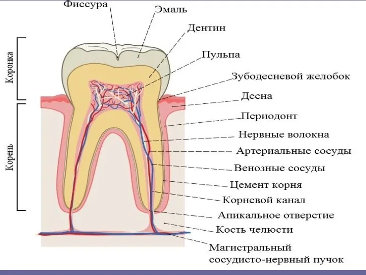 СОЭ М – 1 -10 мм/ч Ж – 2 –