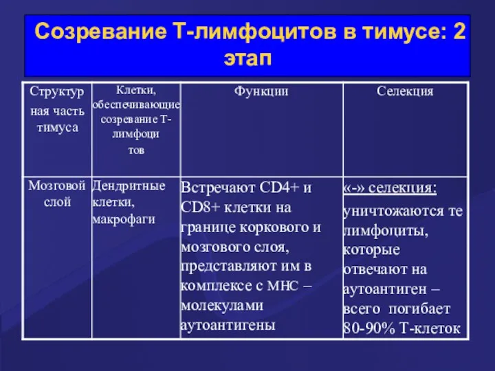 Созревание Т-лимфоцитов в тимусе: 2 этап