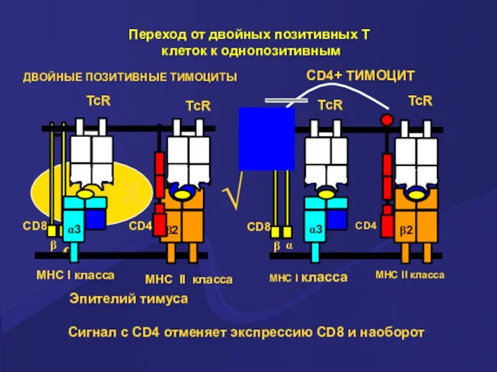 Сигнал с CD4 отменяет экспрессию CD8 и наоборот ДВОЙНЫЕ ПОЗИТИВНЫЕ