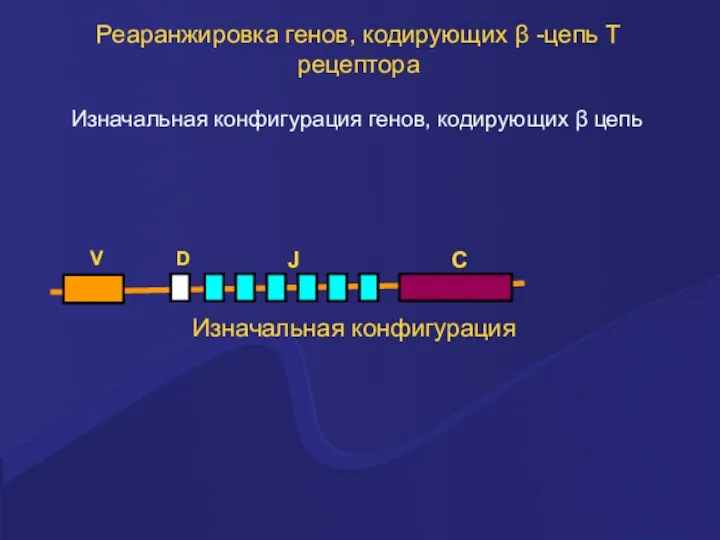 Реаранжировка генов, кодирующих β -цепь Т рецептора Изначальная конфигурация генов, кодирующих β цепь