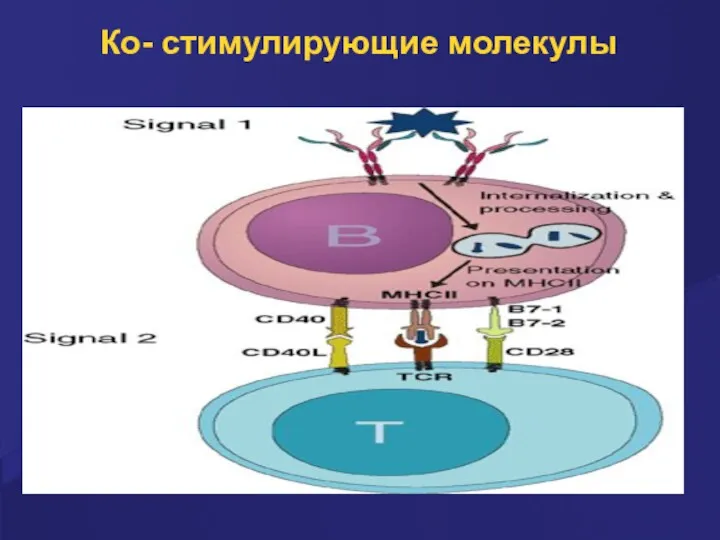 Ко- стимулирующие молекулы