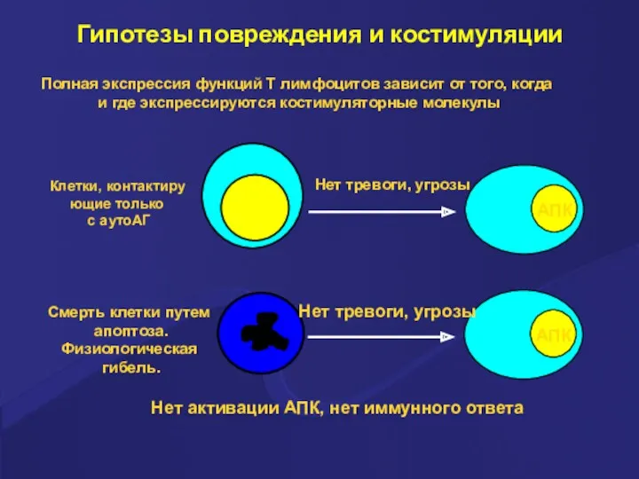 Гипотезы повреждения и костимуляции Полная экспрессия функций Т лимфоцитов зависит