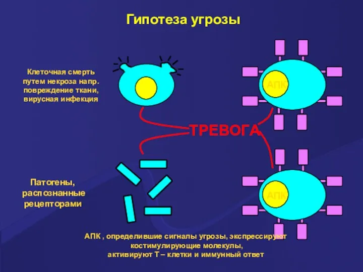 Гипотеза угрозы АПК , определившие сигналы угрозы, экспрессируют костимулирующие молекулы,