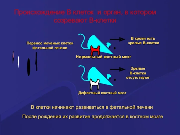 Происхождение В клеток и орган, в котором созревают В-клетки После