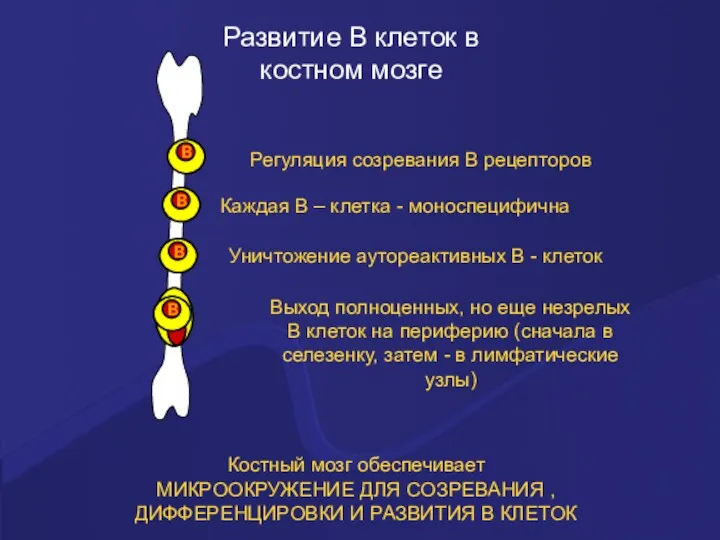 Развитие В клеток в костном мозге Костный мозг обеспечивает МИКРООКРУЖЕНИЕ