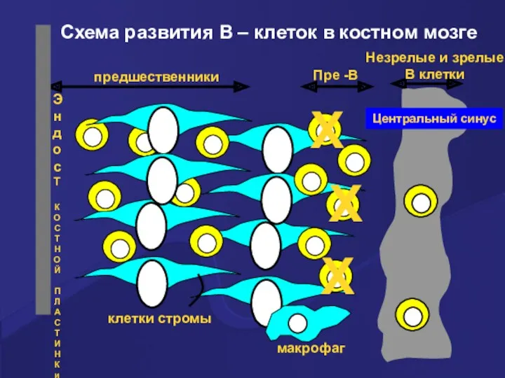 X X X Схема развития В – клеток в костном мозге