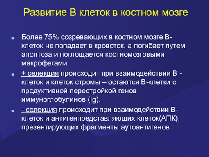 Развитие В клеток в костном мозге Более 75% созревающих в