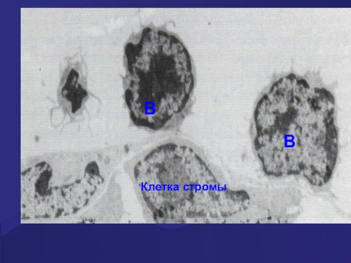 B B Клетка стромы