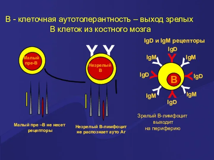 Y Y Y Y Y Y Зрелый В-лимфоцит выходит на