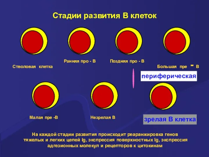 Стадии развития В клеток На каждой стадии развития происходит реаранжировка