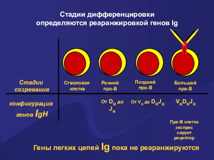 Стадии дифференцировки определяются реаранжировкой генов Ig Стадии созревания конфигурация генов