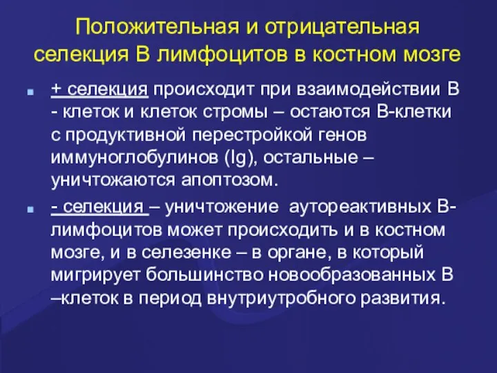 Положительная и отрицательная селекция В лимфоцитов в костном мозге +