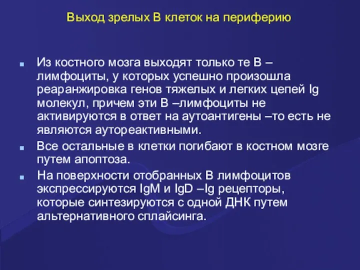 Выход зрелых В клеток на периферию Из костного мозга выходят