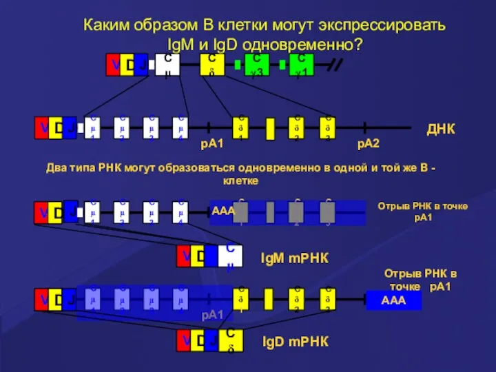 Каким образом В клетки могут экспрессировать IgM и IgD одновременно?