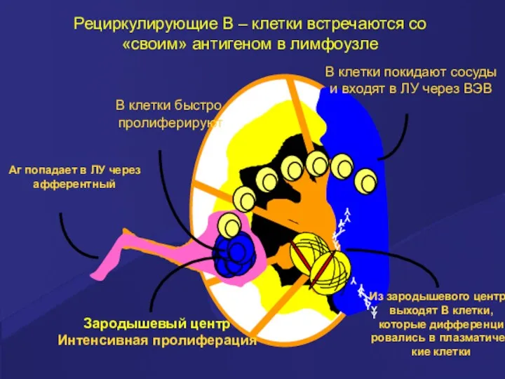 Рециркулирующие В – клетки встречаются со «своим» антигеном в лимфоузле