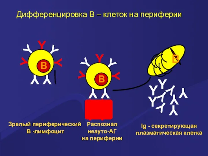 Распознал неауто-АГ на периферии Ig - секретирующая плазматическая клетка Дифференцировка