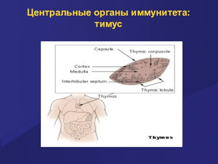 Центральные органы иммунитета: тимус
