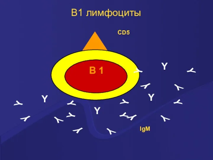 В1 лимфоциты