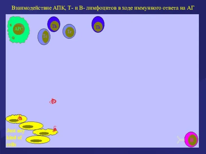 Взаимодействие АПК, Т- и В- лимфоцитов в ходе иммунного ответа на АГ