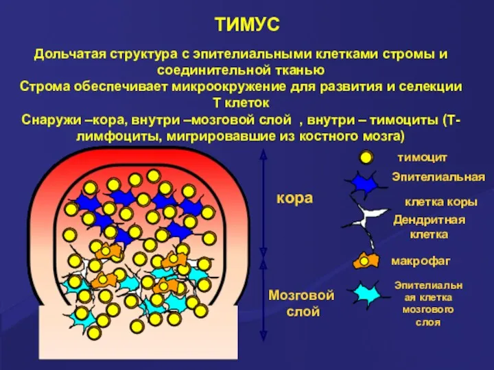 ТИМУС Дольчатая структура с эпителиальными клетками стромы и соединительной тканью