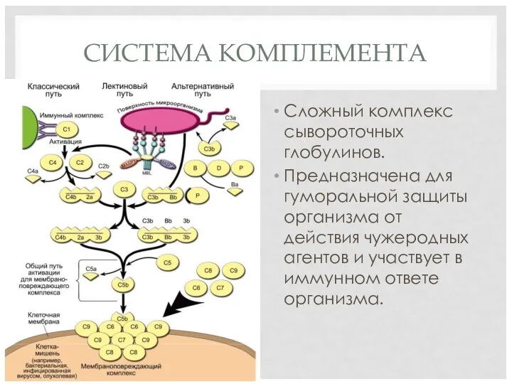 СИСТЕМА КОМПЛЕМЕНТА Сложный комплекс сывороточных глобулинов. Предназначена для гуморальной защиты