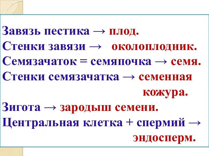 Завязь пестика → плод. Стенки завязи → околоплодник. Семязачаток =