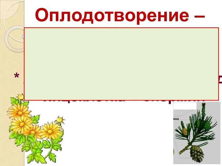 Оплодотворение – слияние гамет – половых клеток: * яйцеклетка + сперматозоид * яйцеклетка + спермий