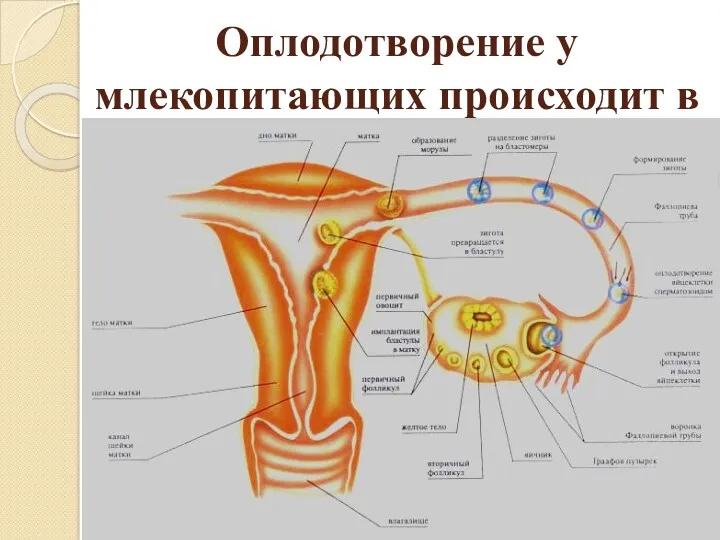 Оплодотворение у млекопитающих происходит в маточных трубах - яйцеводах