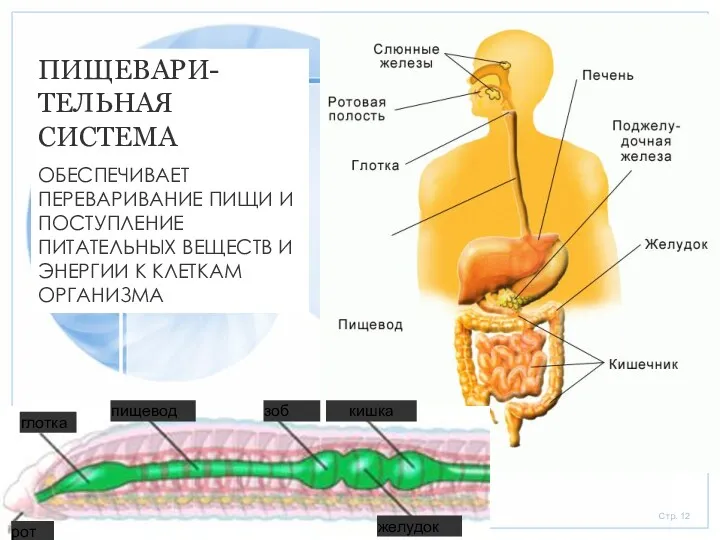 глотка пищевод зоб рот желудок кишка ПИЩЕВАРИ-ТЕЛЬНАЯ СИСТЕМА ОБЕСПЕЧИВАЕТ ПЕРЕВАРИВАНИЕ