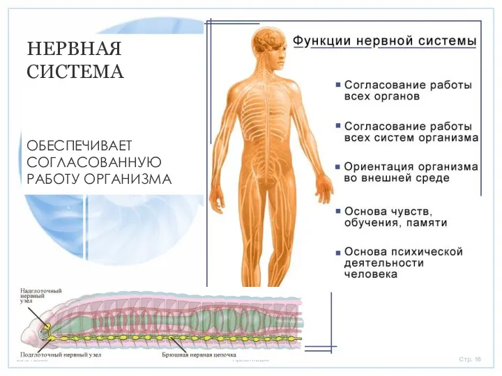 НЕРВНАЯ СИСТЕМА ОБЕСПЕЧИВАЕТ СОГЛАСОВАННУЮ РАБОТУ ОРГАНИЗМА