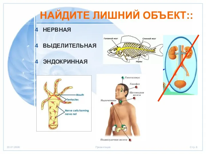 НЕРВНАЯ ВЫДЕЛИТЕЛЬНАЯ ЭНДОКРИННАЯ НАЙДИТЕ ЛИШНИЙ ОБЪЕКТ::