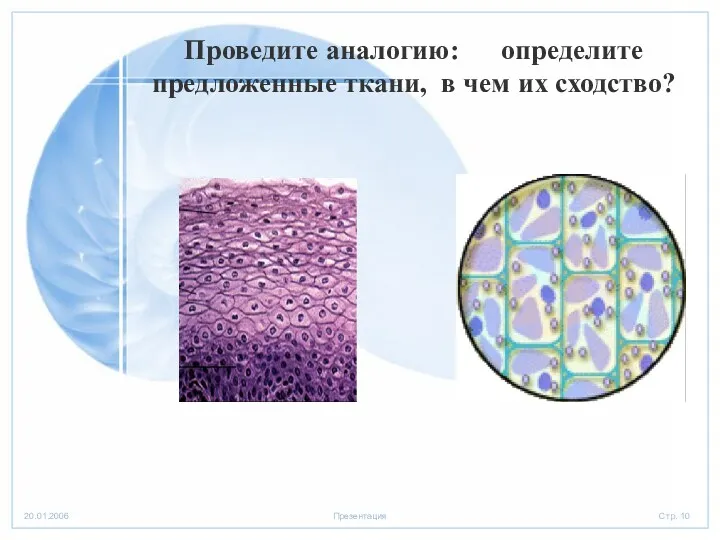 Проведите аналогию: определите предложенные ткани, в чем их сходство?