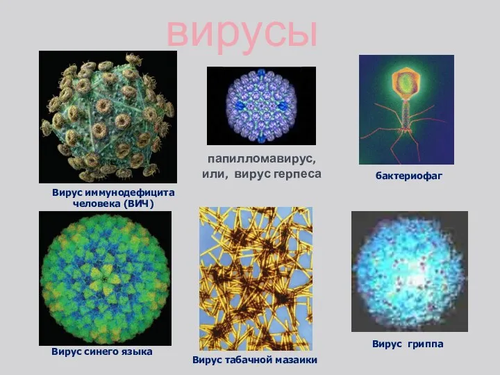 Вирус иммунодефицита человека (ВИЧ) вирусы папилломавирус, или, вирус герпеса Вирус