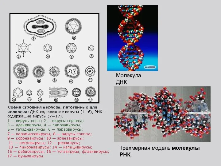 Схема строения вирусов, патогенных для человека: ДНК-содержащие вирусы (1—6), РНК-содержащие