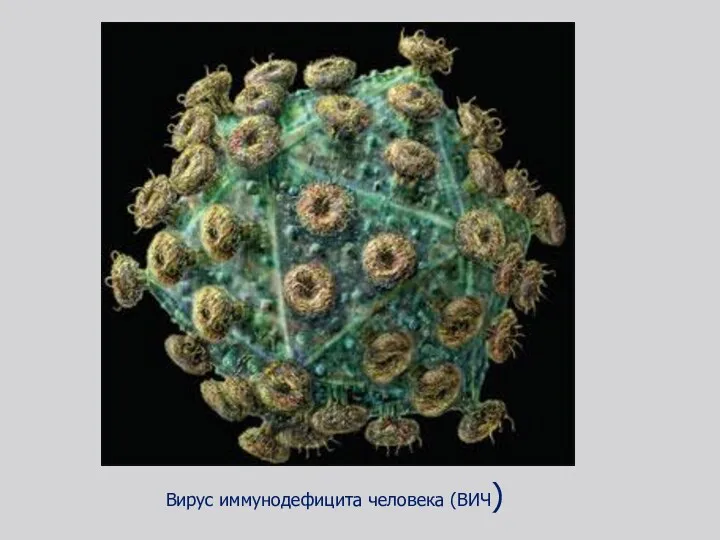 Вирус иммунодефицита человека (ВИЧ)