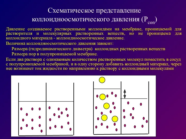 Схематическое представление коллоидноосмотического давления (Рcon) Давление создаваемое растворенными коллоидами на