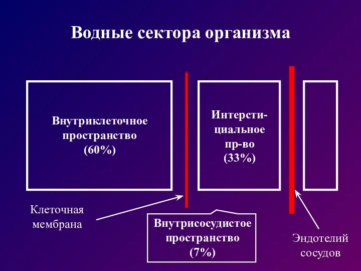 Водные сектора организма Внутриклеточное пространство (60%) Внутрисосудистое пространство (7%) Интерсти-