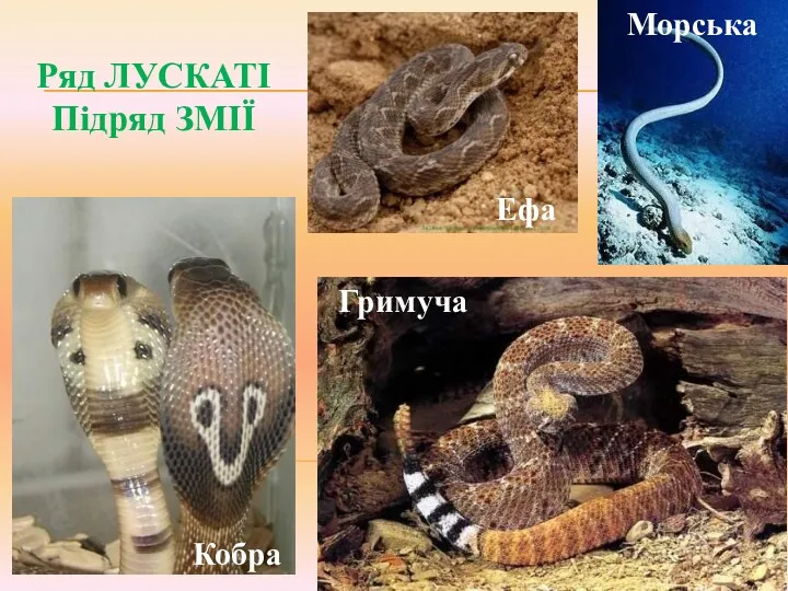 Ряд ЛУСКАТІ Підряд ЗМІЇ Кобра Гримуча Морська Ефа