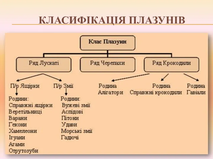 КЛАСИФІКАЦІЯ ПЛАЗУНІВ