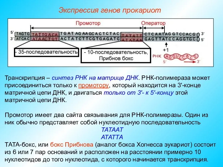 Транскрипция – синтез РНК на матрице ДНК. РНК-полимераза может присоединиться