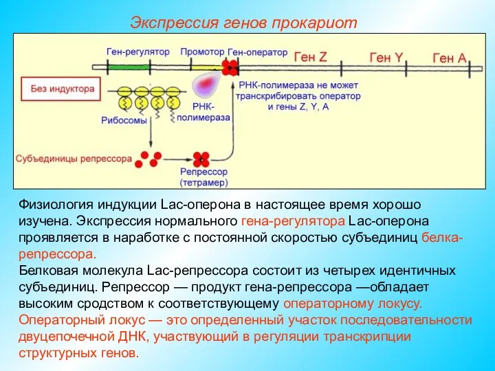 Физиология индукции Lac-оперона в настоящее время хорошо изучена. Экспрессия нормального