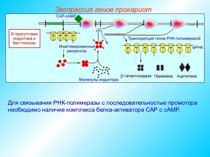 Для связывания РНК-полимеразы с последовательностью промотора необходимо наличие комплекса белка-активатора САР с сАМР. Экспрессия генов прокариот