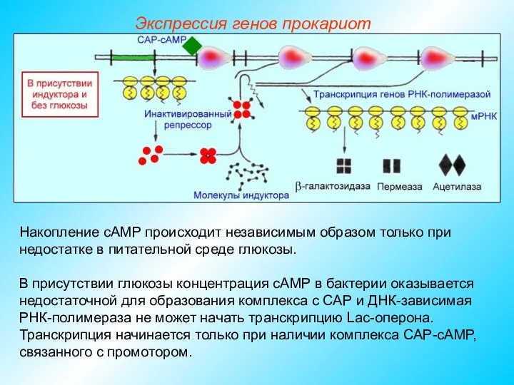 Накопление сАМР происходит независимым образом только при недостатке в питательной