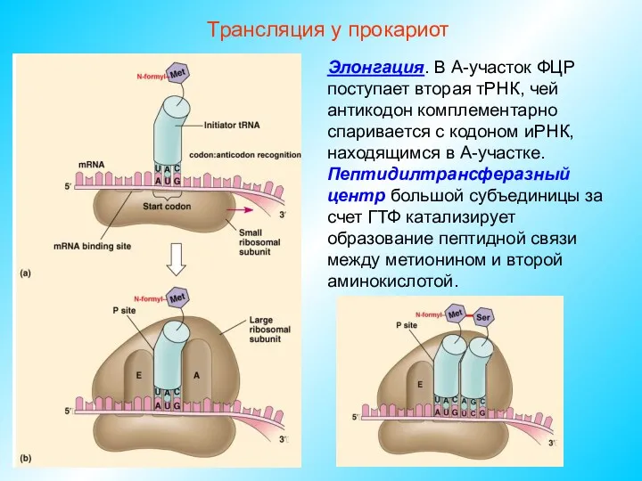 Трансляция у прокариот Элонгация. В А-участок ФЦР поступает вторая тРНК,